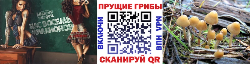 Псилоцибиновые грибы мухоморы купить закладку Курган
